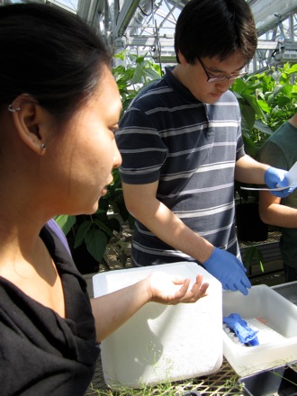 Peer mentor, Elaine, collaborate with Hanbee at the greenhouse.